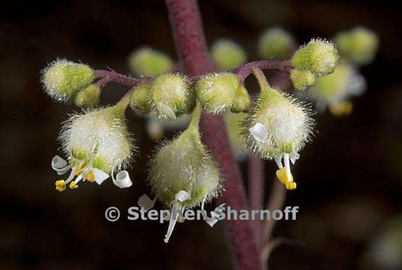 heuchera maxima 5 graphic